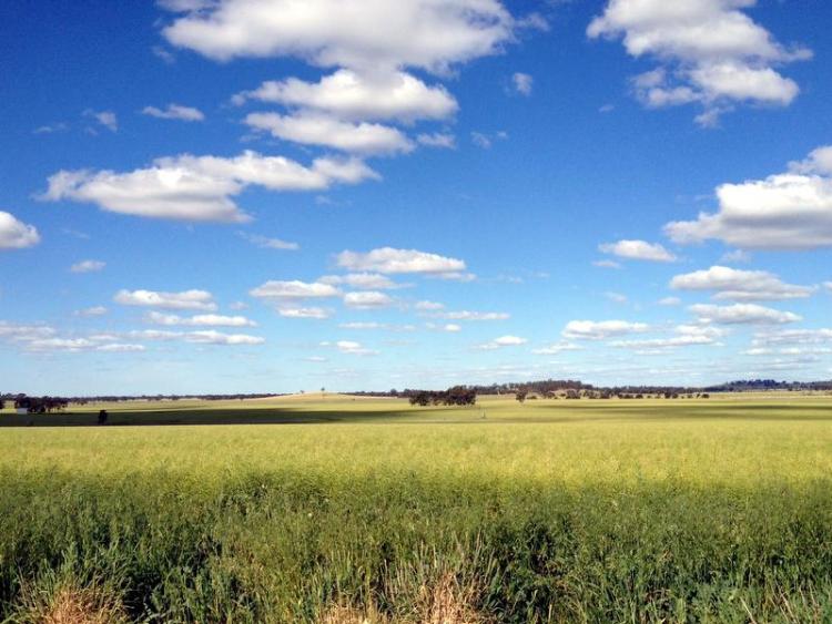 The rail trail is surrounded by paddocks and farmland.