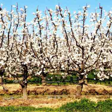 Orchard on the drive to Shepparton, from Dookie (2012) 