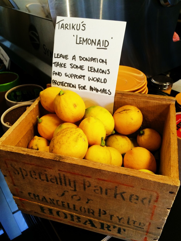 Tariku's lemon-aid lemons