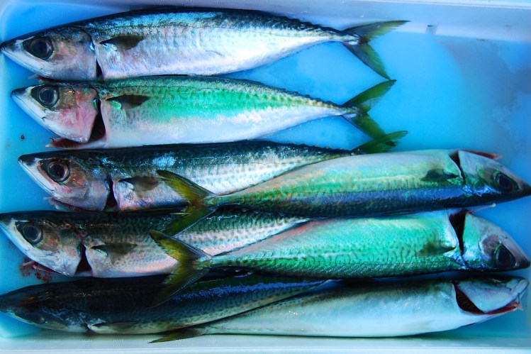 Packed like; Tsukiji Fish Market