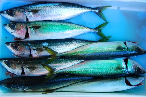 Packed like; Tsukiji Fish Market