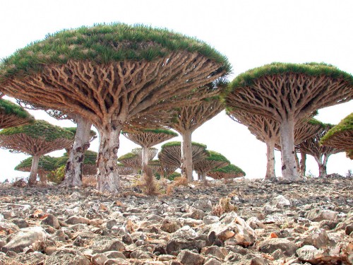 Yemen: Socotra 
