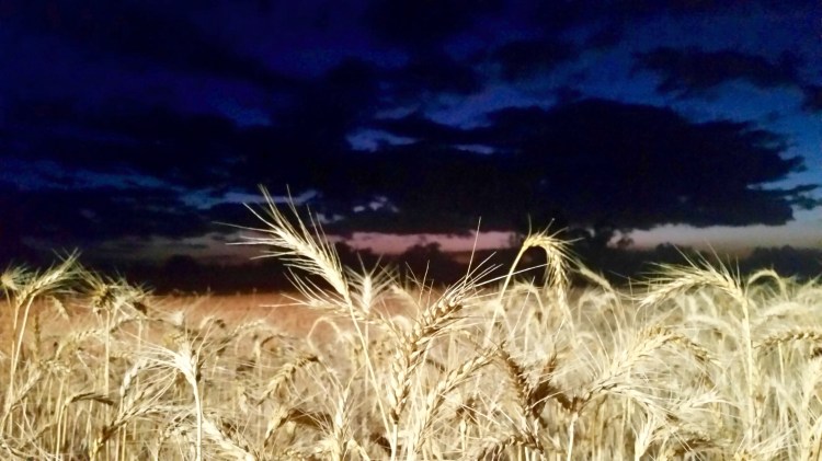 Your bread/cereal/cake; Stewarton, Victoria, 29 November 2015