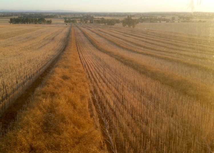 Major Plains, Victoria, 21 November 2015