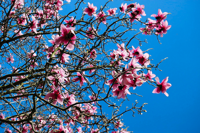 Pink and blue magnolias