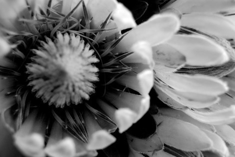 White protea inside
