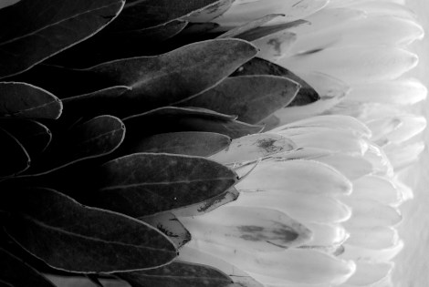 White protea resting