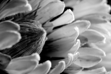 White protea facing out 