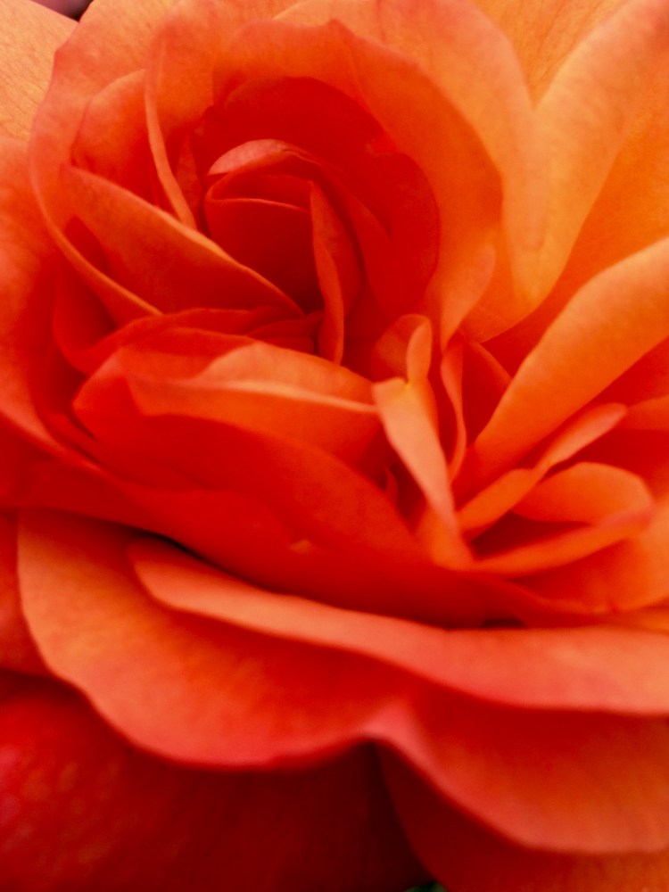 Georgia O'Keeffe tribute 1. Woolmers, Longford, Tasmania, Australia. By Amy Feldtmann. 