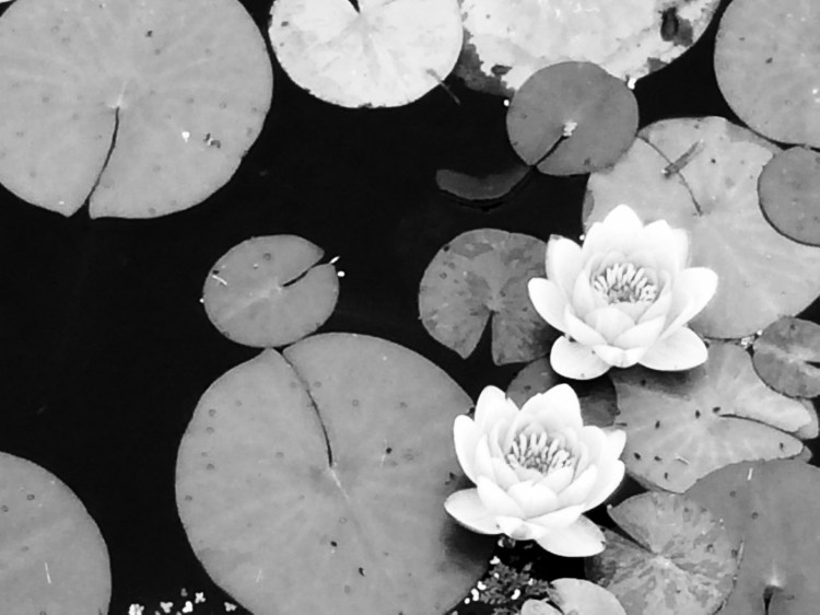 Woolmers, Longford, Tasmania, Australia. By Amy Feldtmann. 