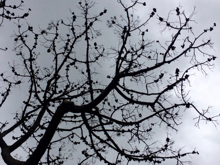 Brickendon, Longford, Tasmania, Australia. By Amy Feldtmann. 