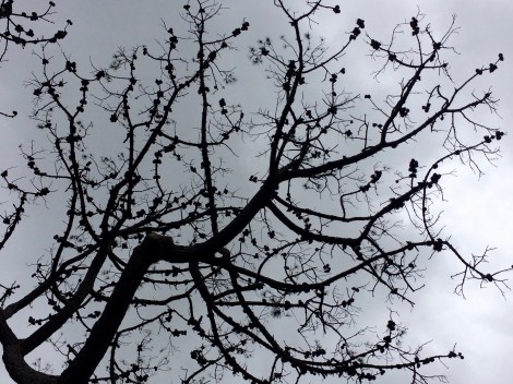 Brickendon, Longford, Tasmania, Australia. By Amy Feldtmann. 