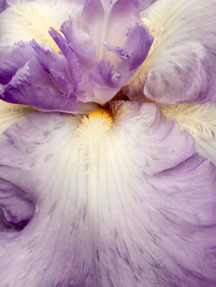 Georgia O'Keeffe tribute 2. Woolmers, Longford, Tasmania, Australia. By Amy Feldtmann. 